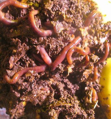 Worm Composting: Complete Beginner's Guide (7 Step Process)