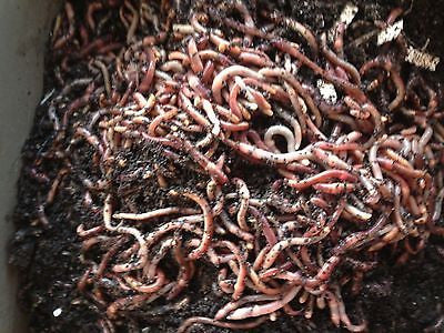 8 x STANDARD Punnets – 200 Worms  European Nightcrawlers – Watsonia Worms