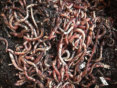 Shop African Night Crawler Worms Live online